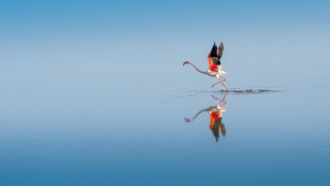 AA'nın gözünden dünya 2015 50