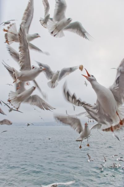 Fotoğraflarla 'İstanbul'un Simgeleri' 29