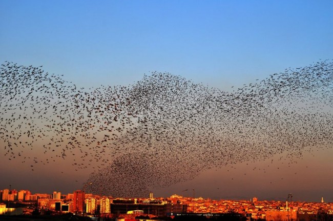 Fotoğraflarla 'İstanbul'un Simgeleri' 83