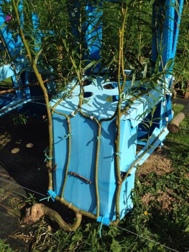 Sandalyelerin Gepetto Usta'sı! 7