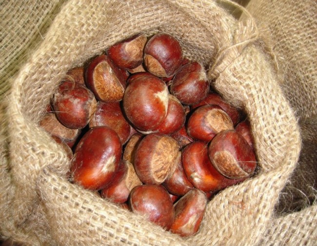 Kış şifası kestane 5