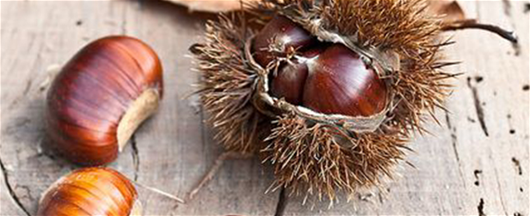 Kış şifası kestane 8