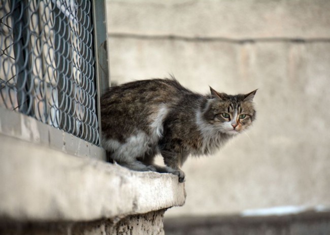 Bitlis'te 5 yıldızlı kedi oteli 5