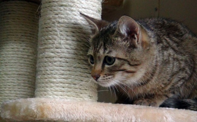 Bitlis'te 5 yıldızlı kedi oteli 6