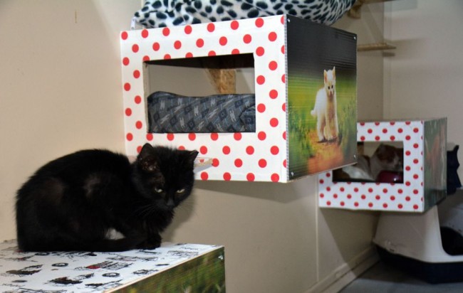 Bitlis'te 5 yıldızlı kedi oteli 7