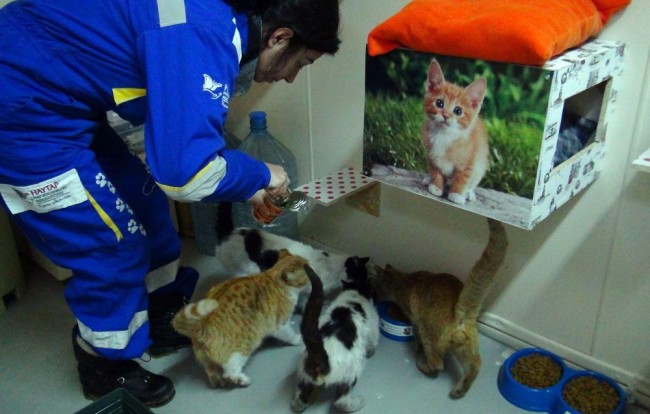 Bitlis'te 5 yıldızlı kedi oteli 8