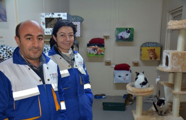 Bitlis'te 5 yıldızlı kedi oteli 9