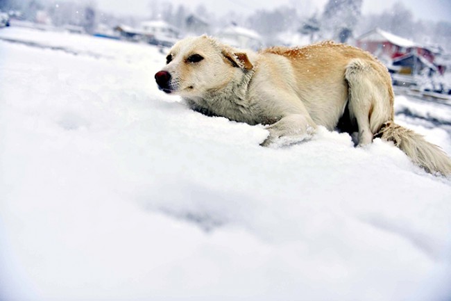 Türkiye beyaza büründü 12