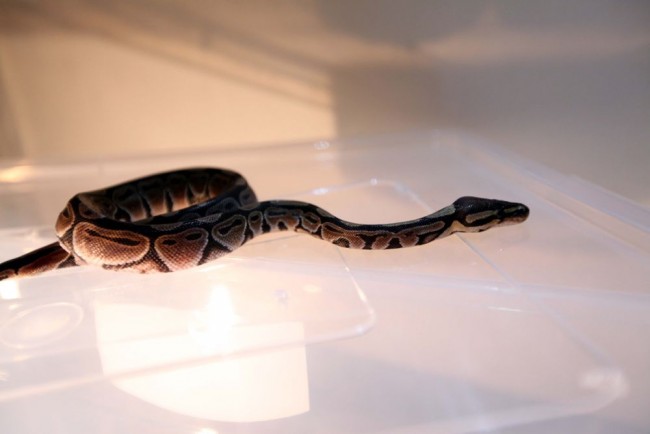 Kızı istedi diye eve piton aldı! 1