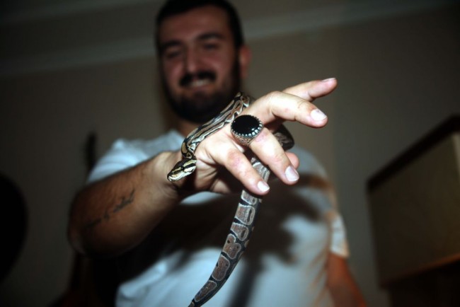 Kızı istedi diye eve piton aldı! 5