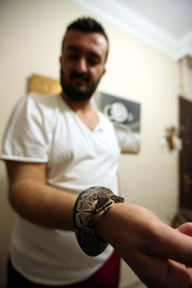 Kızı istedi diye eve piton aldı! 8