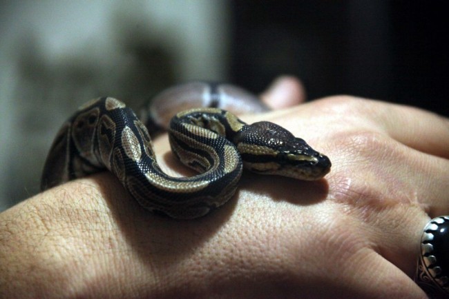 Kızı istedi diye eve piton aldı! 10