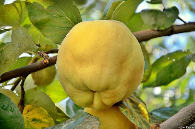 Gençlik iksiri ayva 2