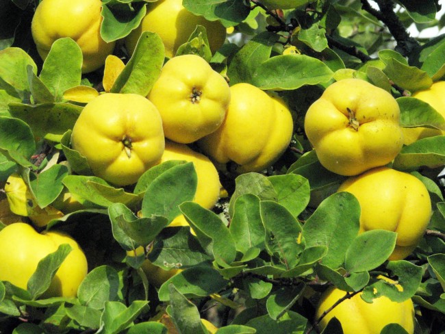 Gençlik iksiri ayva 3