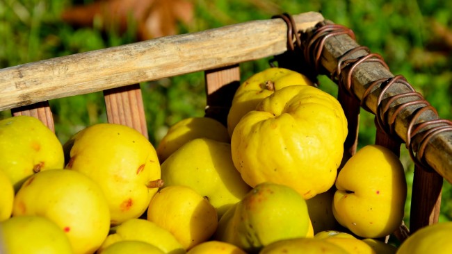 Gençlik iksiri ayva 7