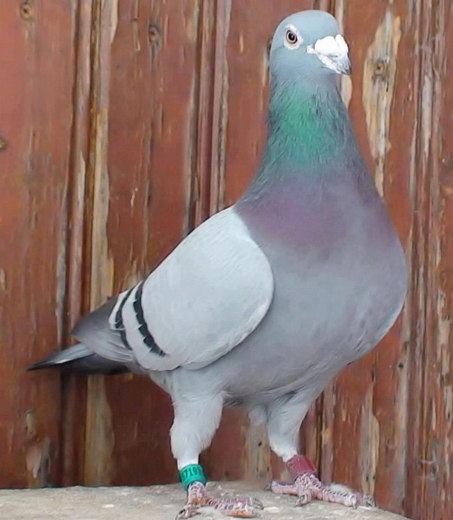 Reuters işe güvercinlerle başladı 2