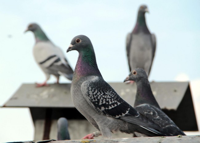 Reuters işe güvercinlerle başladı 4