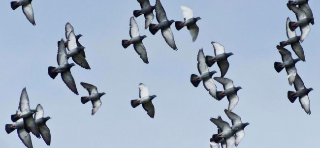 Reuters işe güvercinlerle başladı 5