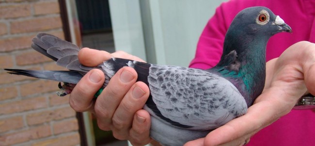 Reuters işe güvercinlerle başladı 6