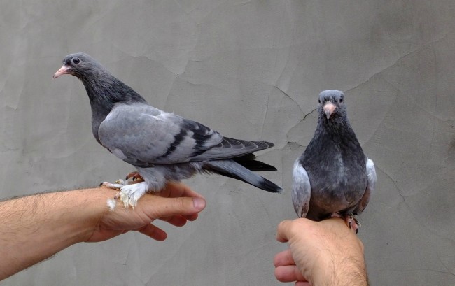 Reuters işe güvercinlerle başladı 7