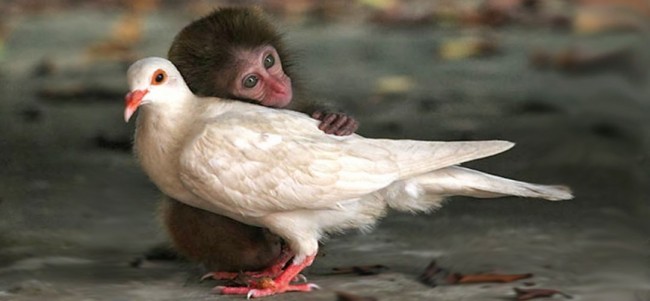 Reuters işe güvercinlerle başladı 8