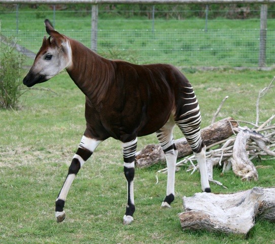 Evrimcileri bozan Okapiler 7