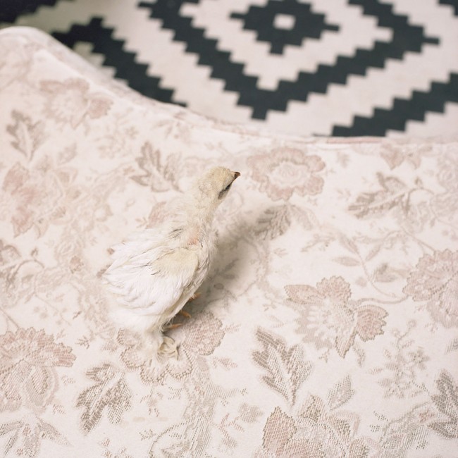 Vahşi hayvanlar evcil olursa... 3