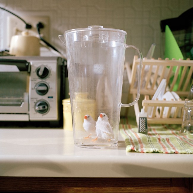 Vahşi hayvanlar evcil olursa... 5