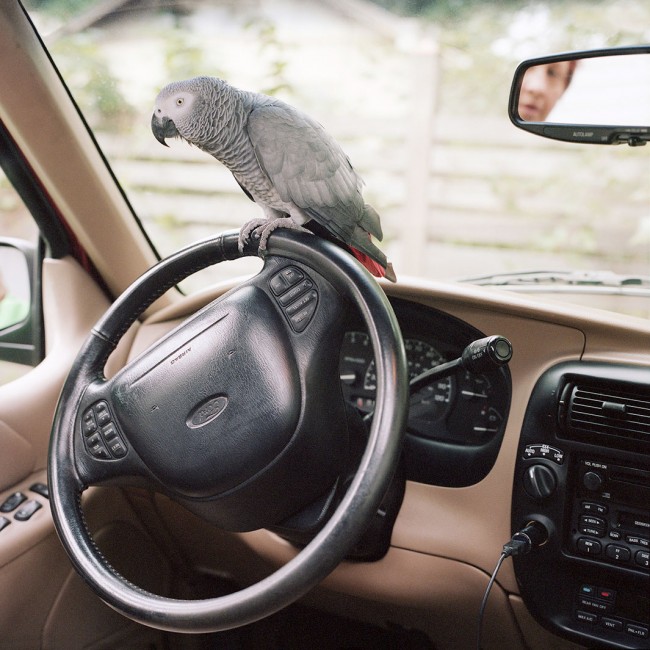 Vahşi hayvanlar evcil olursa... 8