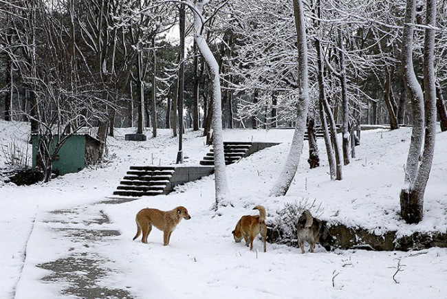 Kabus yok, kar keyfi verelim 17
