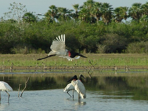 Dünyanın en sulak bölgesi; Pantanal 5
