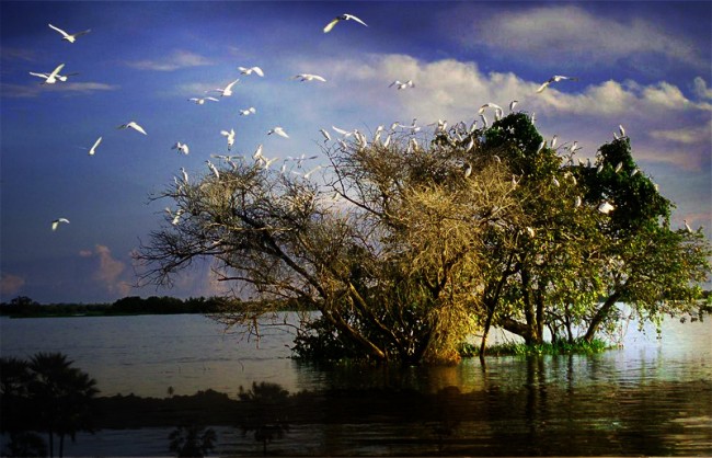 Dünyanın en sulak bölgesi; Pantanal 7