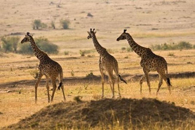Mustafa Koç dolu dolu yaşadı 15