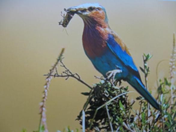 Mustafa Koç dolu dolu yaşadı 19