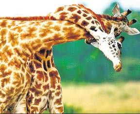 Mustafa Koç dolu dolu yaşadı 21