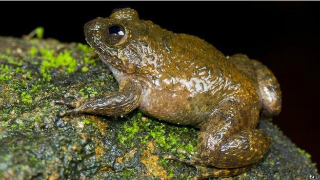 İşte  dans eden kurbağa 7