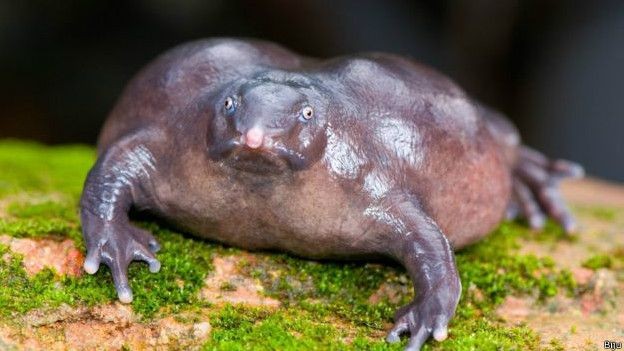 İşte  dans eden kurbağa 6