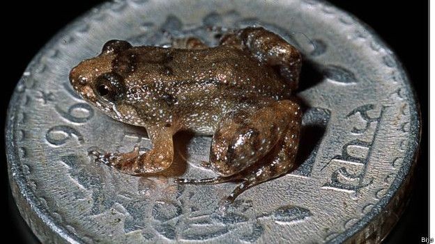 İşte  dans eden kurbağa 4