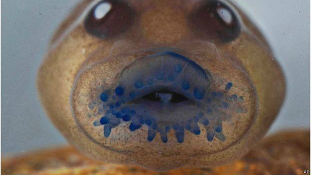 İşte  dans eden kurbağa 3