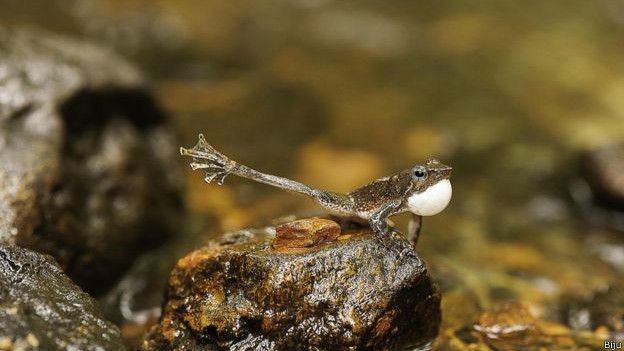 İşte  dans eden kurbağa 2