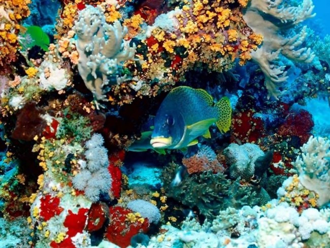 Denizkızları burada yaşıyor 2