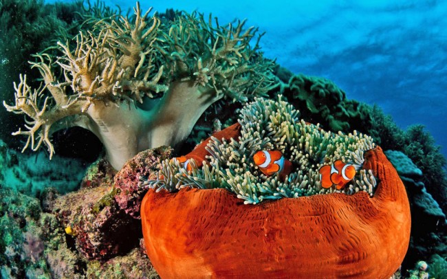 Denizkızları burada yaşıyor 6