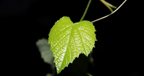 İşte varisin doğal tedavisinde kullanılan besinler 6