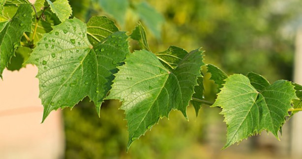 İşte varisin doğal tedavisinde kullanılan besinler 2