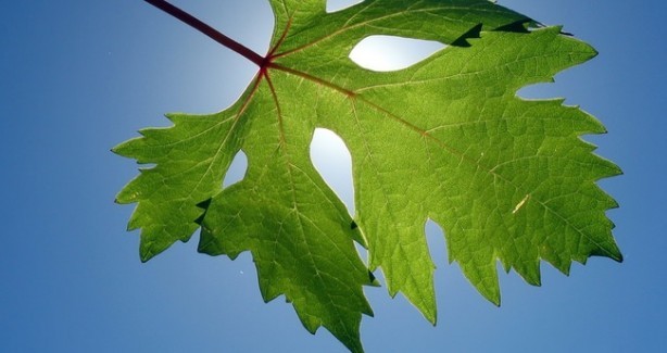 İşte varisin doğal tedavisinde kullanılan besinler 4