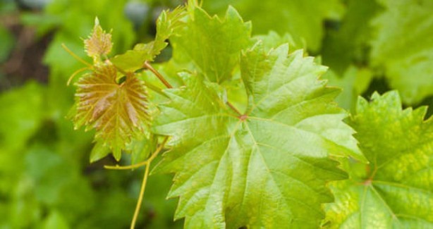 İşte varisin doğal tedavisinde kullanılan besinler 5