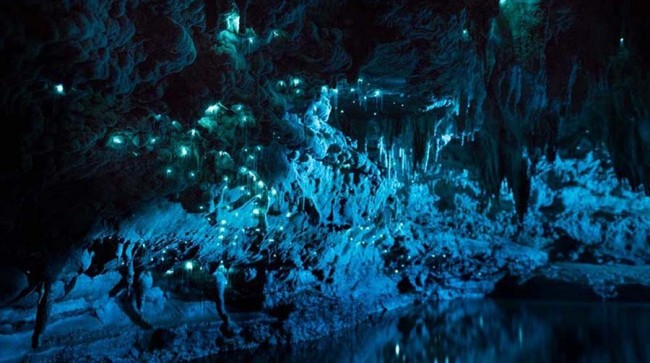 Yeni Zelanda'nın Yıldız Kurdu Mağarası 6