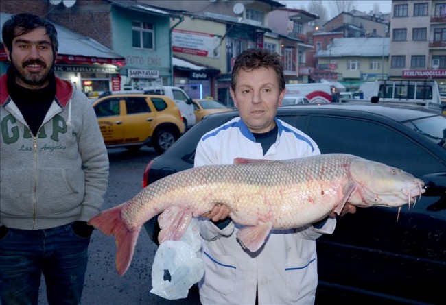 Aras Nehri'nde sezonun ilk balık avı 4
