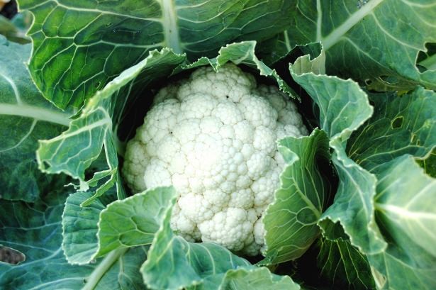 Mart ayında bunları tüketin! 21