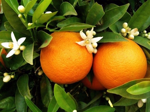 Mart ayında bunları tüketin! 27